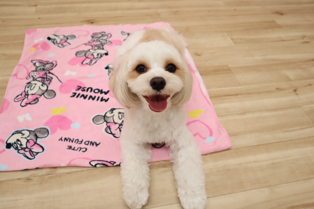 【はり子犬まろちゃま】JB　2種セット はり子犬まろちゃま まろちゃま - メルカリ