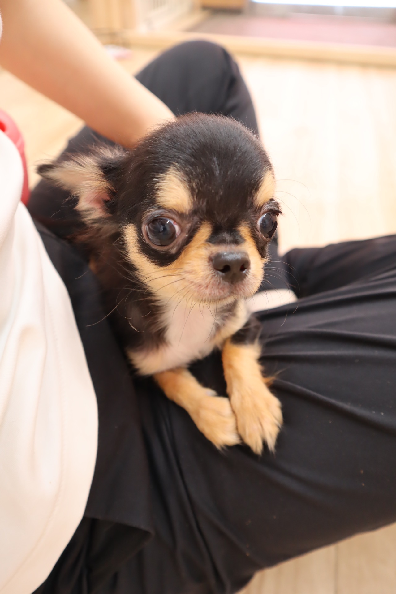 【hunnyページ】ぎゅうぎゅうチワワさん  ネモフィラ畑のチワワさん 37dbd410f68698c85baa6b62c447fb