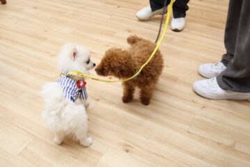 犬の保育園，犬の幼稚園，三鷹市，武蔵野市，吉祥寺，犬，トレーナー，しつけ，パピー，子犬，パピー教室,パピーパーティー