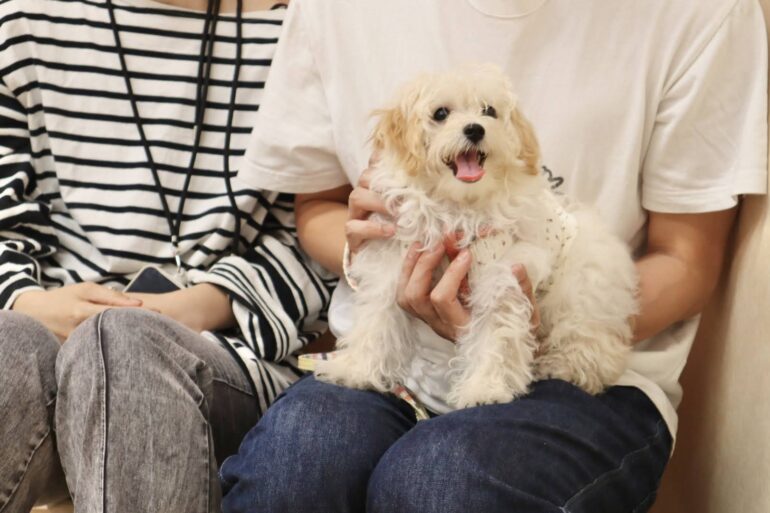 犬の保育園，犬の幼稚園，三鷹市，武蔵野市，吉祥寺，犬，トレーナー，しつけ，パピー，子犬，パピー教室,パピーパーティー