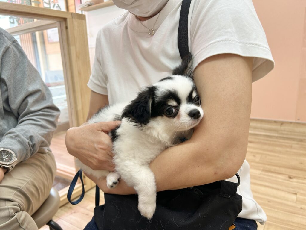 犬の保育園，犬の幼稚園，三鷹市，武蔵野市，吉祥寺，犬，トレーナー，しつけ，パピー，子犬，パピー教室,パピーパーティー