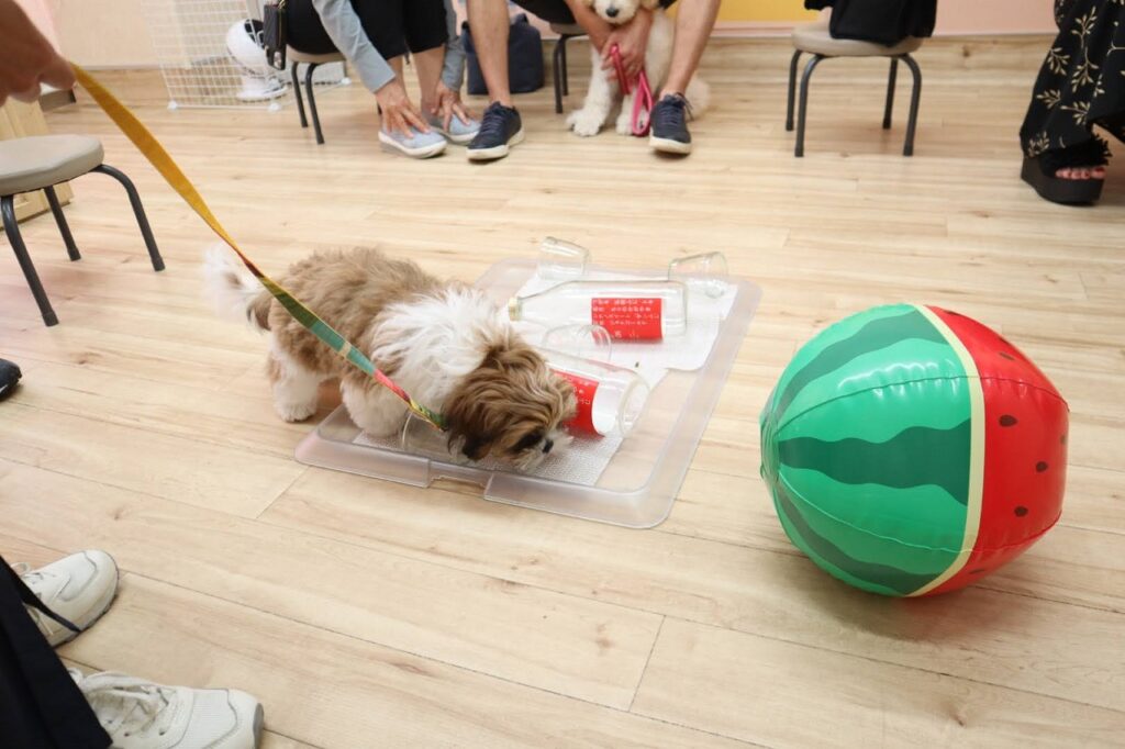 犬の保育園，犬の幼稚園，三鷹市，武蔵野市，吉祥寺，犬，トレーナー，しつけ，パピー，子犬，パピー教室,パピーパーティー