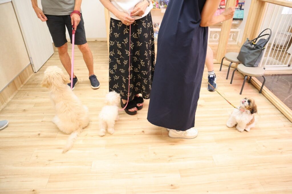 犬の保育園，犬の幼稚園，三鷹市，武蔵野市，吉祥寺，犬，トレーナー，しつけ，パピー，子犬，パピー教室,パピーパーティー