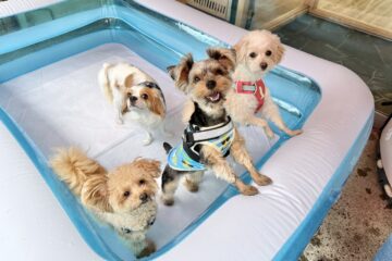 犬の保育園，犬の幼稚園，三鷹市，武蔵野市，吉祥寺，犬，トレーナー，しつけ，パピー，子犬，プール