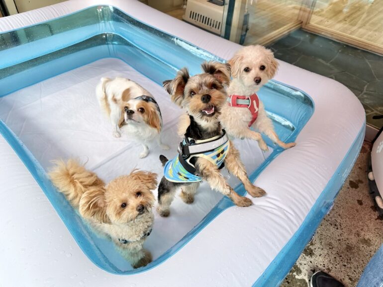 犬の保育園，犬の幼稚園，三鷹市，武蔵野市，吉祥寺，犬，トレーナー，しつけ，パピー，子犬，プール