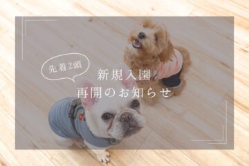 犬の保育園,犬の幼稚園,フレブル,マルプー,子犬