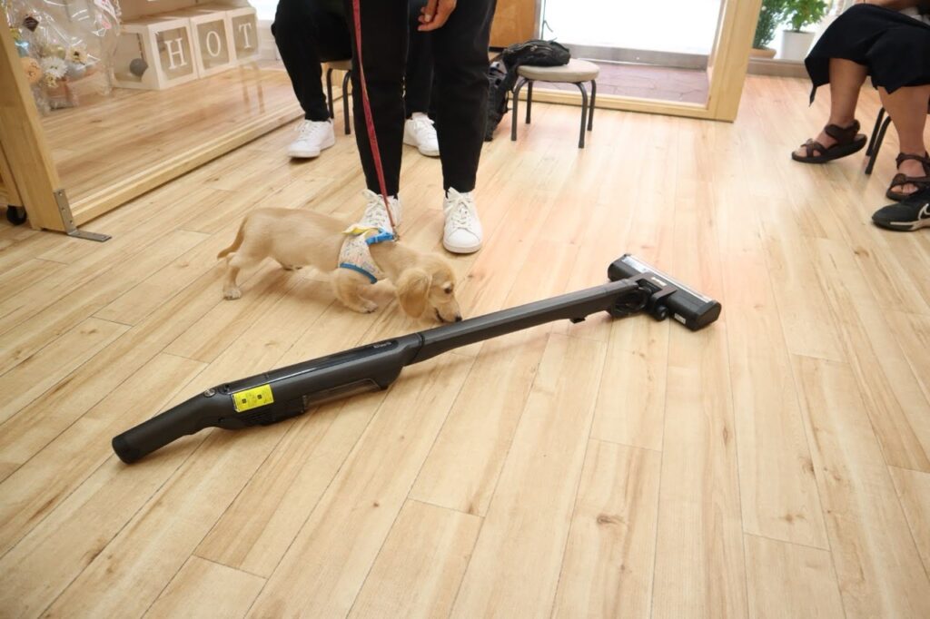 パピーパーティー,三鷹市,吉祥寺,調布市,武蔵野市,子犬,しつけ