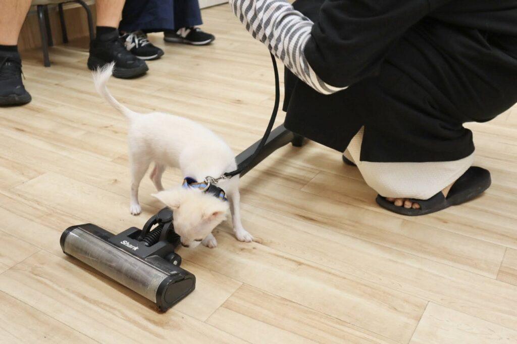 パピーパーティー,三鷹市,吉祥寺,調布市,武蔵野市,子犬,しつけ