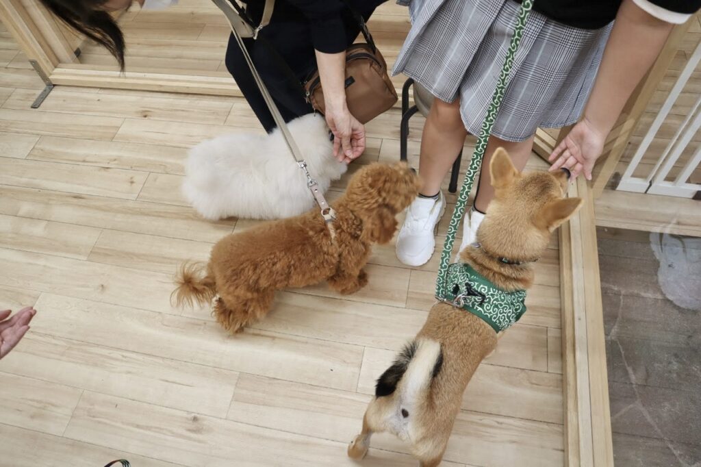 パピーパーティー,三鷹市,吉祥寺,調布市,武蔵野市,子犬,しつけ