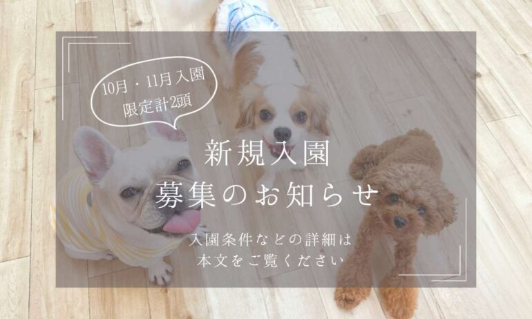 三鷹市,犬の幼稚園・保育園,新規入園,パピー,子犬