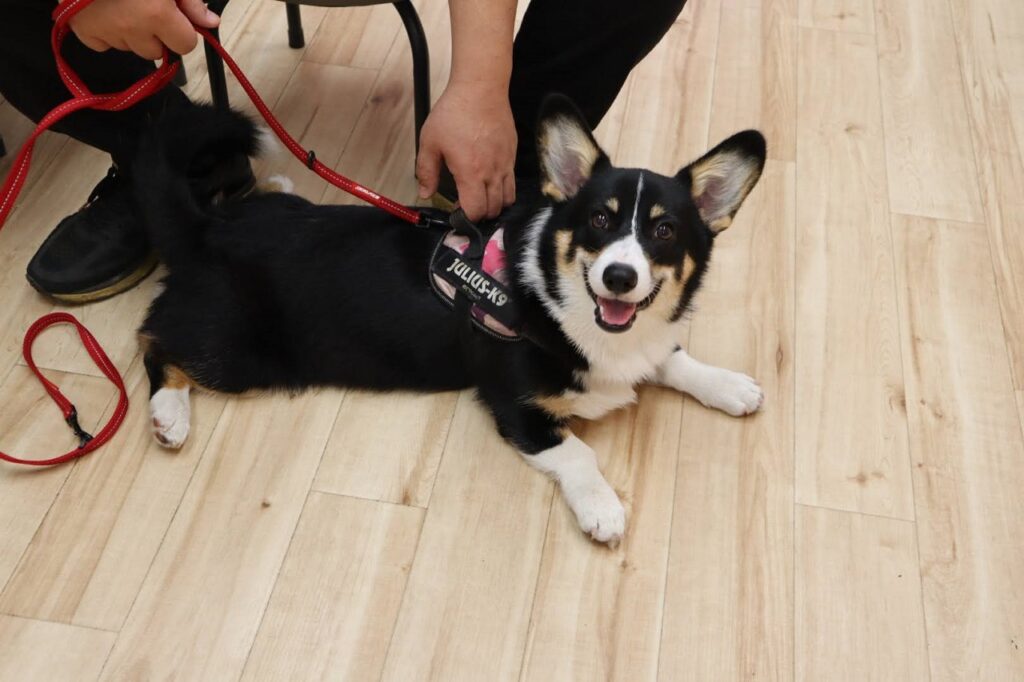 犬の保育園，犬の幼稚園，三鷹市，武蔵野市，吉祥寺，犬，トレーナー，しつけ，パピー，子犬，パピー教室,パピーパーティー