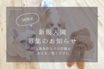 三鷹市,犬の幼稚園・保育園,新規入園,パピー,子犬