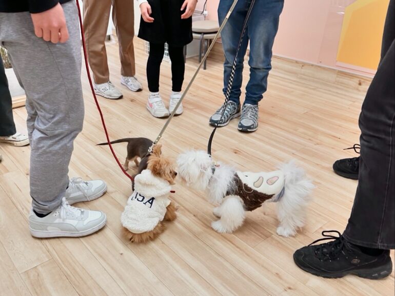 犬の保育園，犬の幼稚園，三鷹市，武蔵野市，吉祥寺，犬，トレーナー，しつけ，パピー，子犬，パピー教室