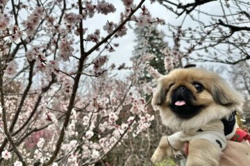 犬の保育園，犬の幼稚園，三鷹市，武蔵野市，吉祥寺，犬，トレーナー，しつけ，パピー，子犬