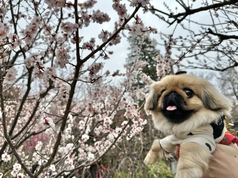 犬の保育園，犬の幼稚園，三鷹市，武蔵野市，吉祥寺，犬，トレーナー，しつけ，パピー，子犬