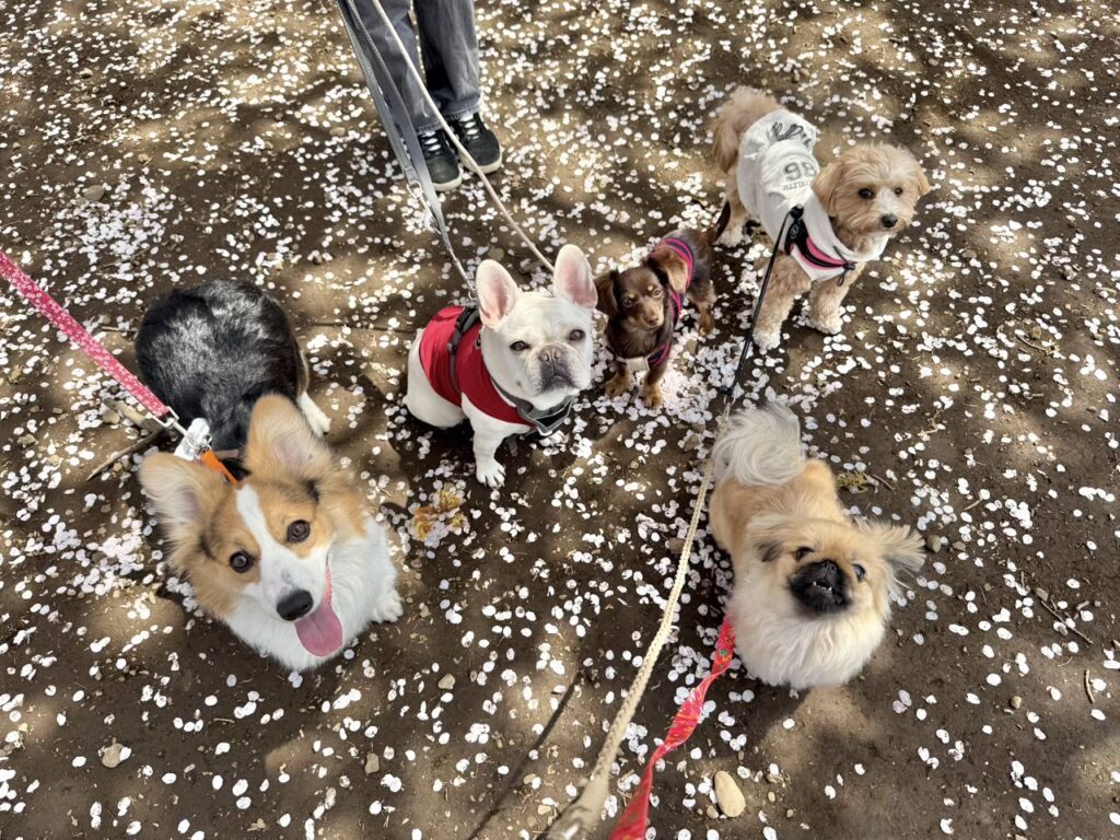 犬の幼稚園,三鷹,吉祥寺,府中,調布市,府中,杉並,練馬