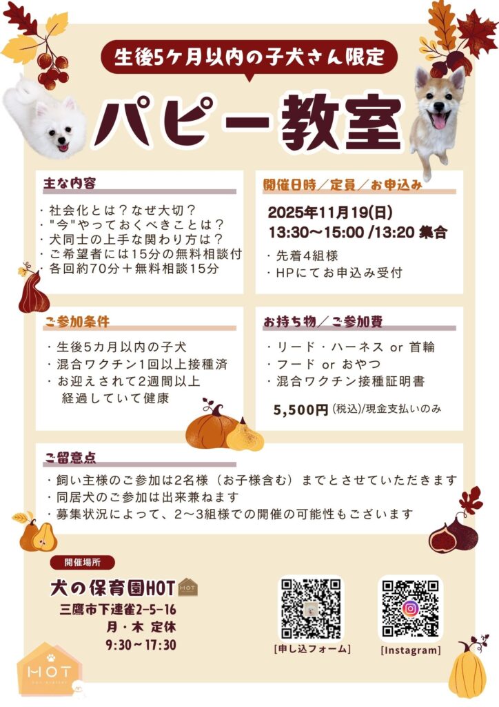 パピーパーティー,子犬,パピー教室,三鷹,2025年11月,吉祥寺,杉並,調布,府中,西東京,練馬,小金井
